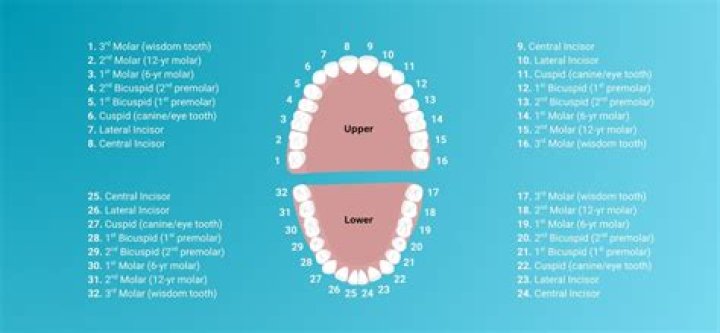 Is tooth 17 a wisdom tooth