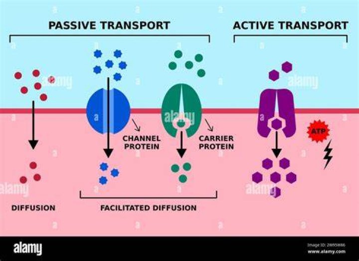 Is translocation active or passive