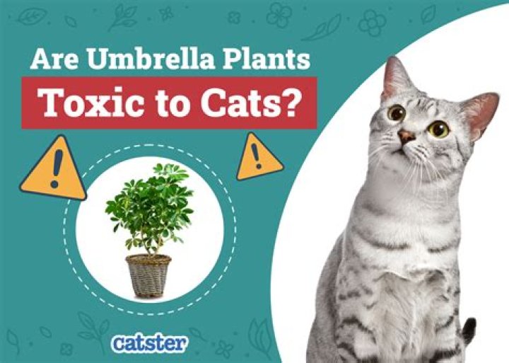 Is Umbrella Tree safe for cats
