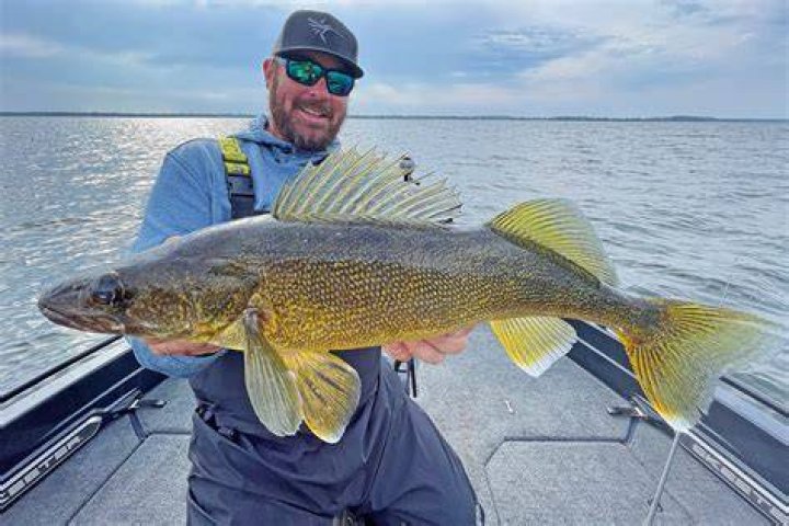 Is walleye a good tasting fish