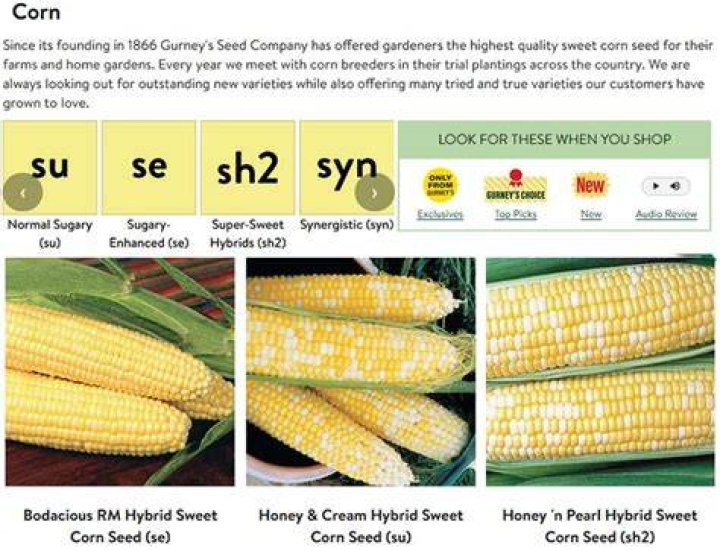 Is waxy corn GMO