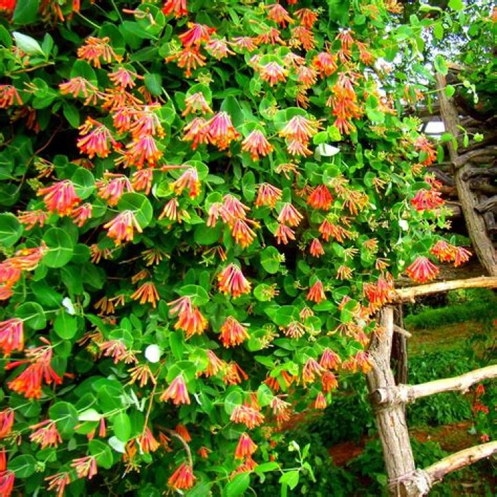 Should honeysuckle be cut back in the fall