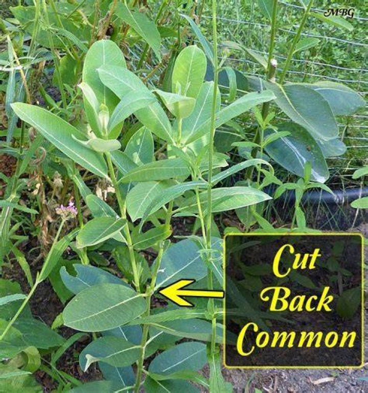 Should I cut back milkweed
