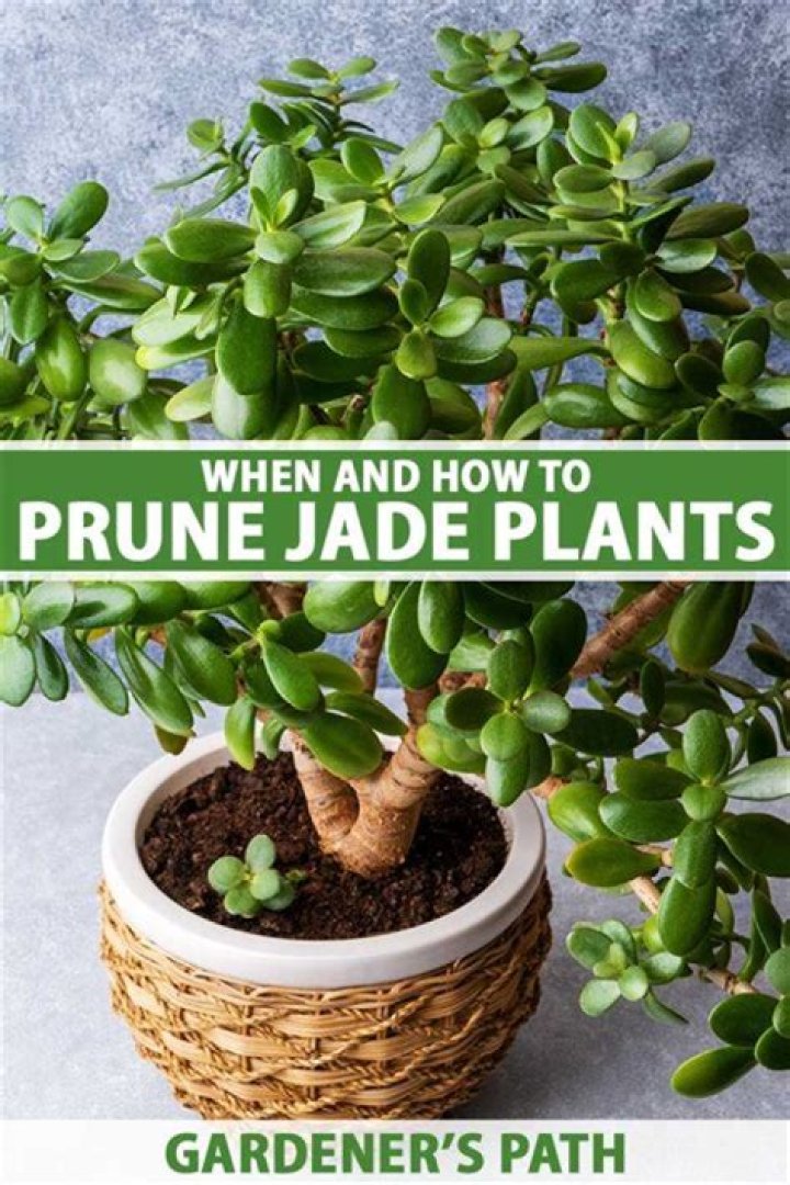 Should I prune eggplant plants