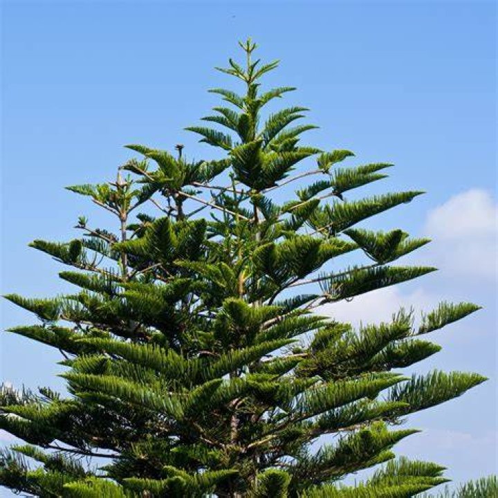 Should I repot my Norfolk pine