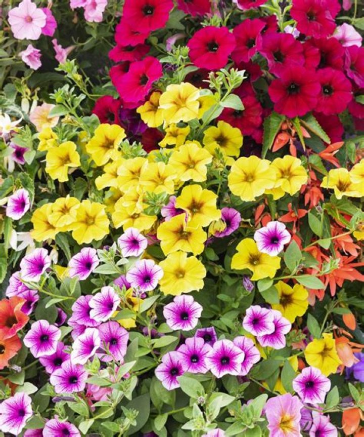 Should petunias be cut back