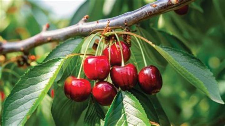 Should you pick cherries with the stem