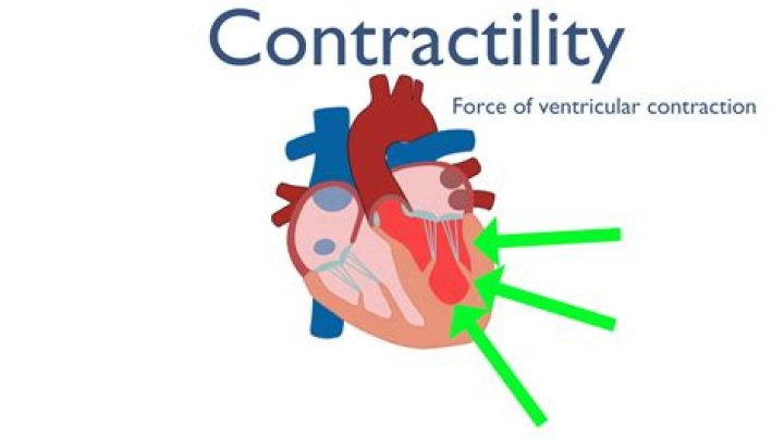 What affects heart contractility