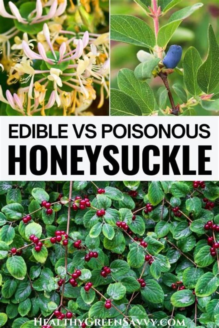 What animals eat honeysuckle