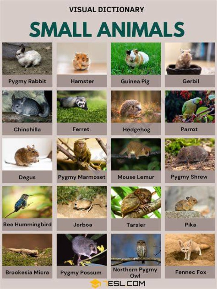 What animals stay small