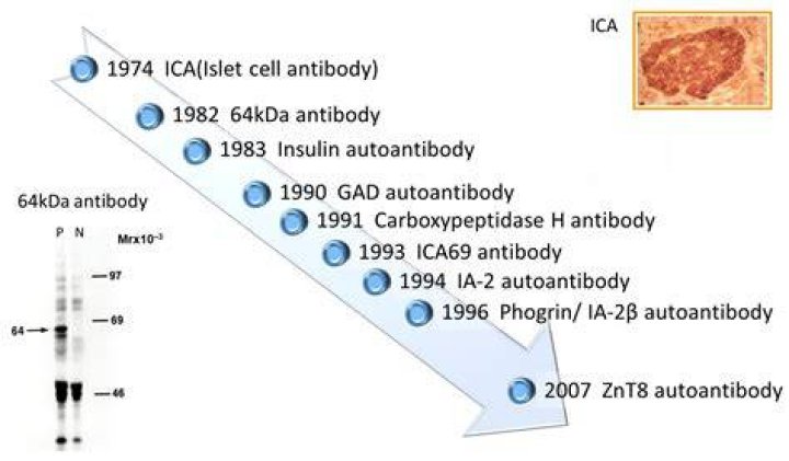What antibodies react in the mono test