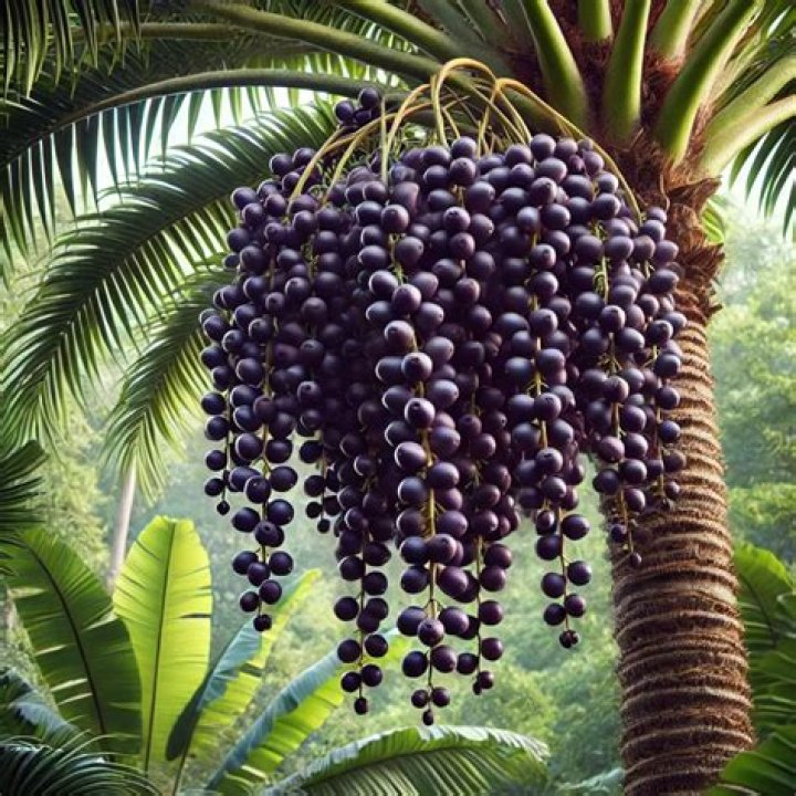 What are acai berries