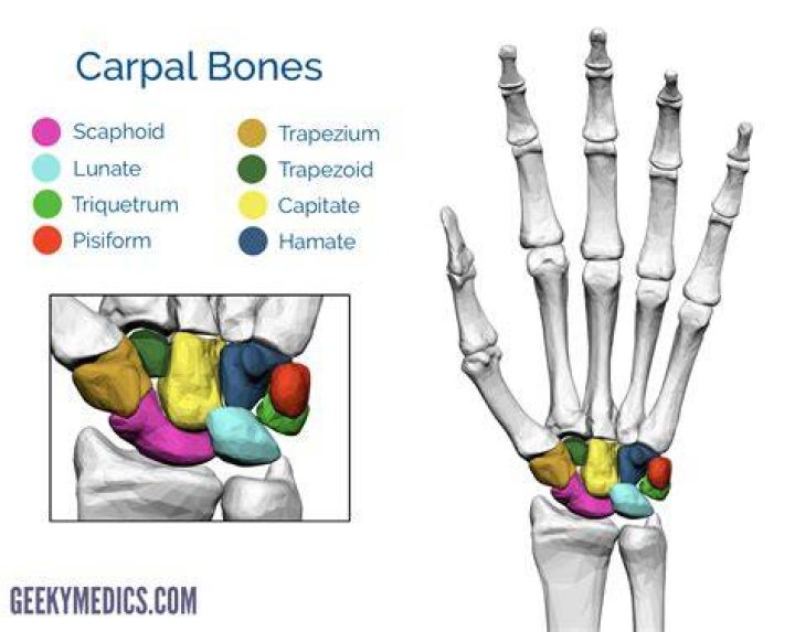 What are all the carpal bones