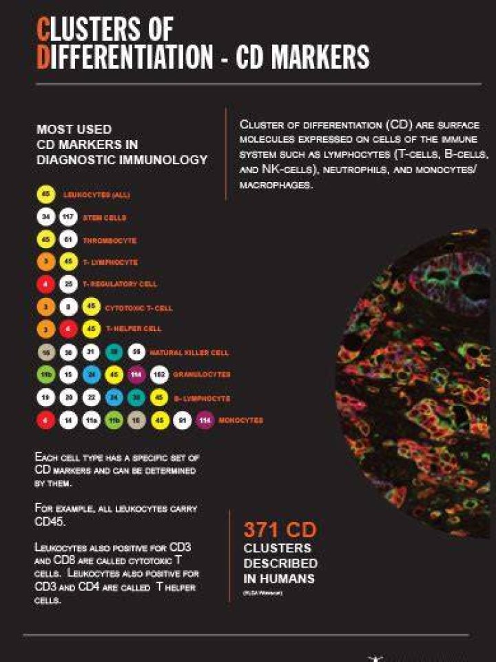 What are CD markers