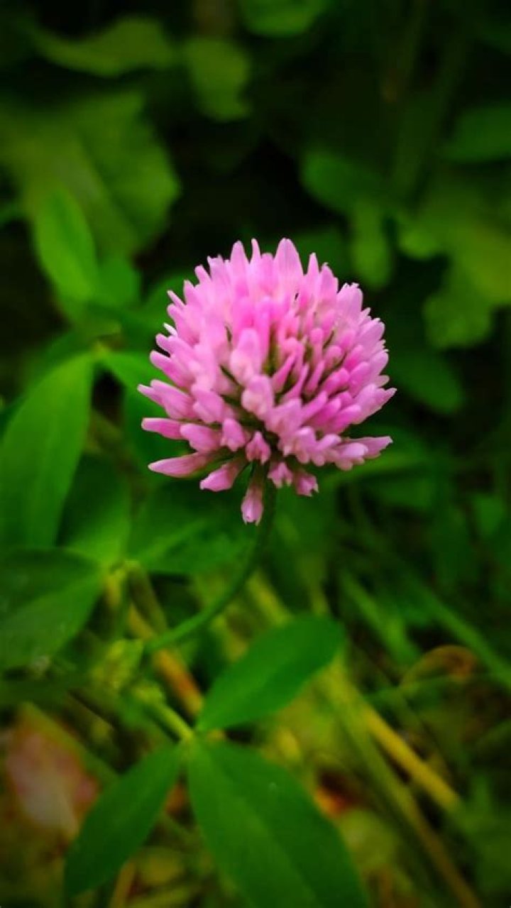 What are clover flowers called