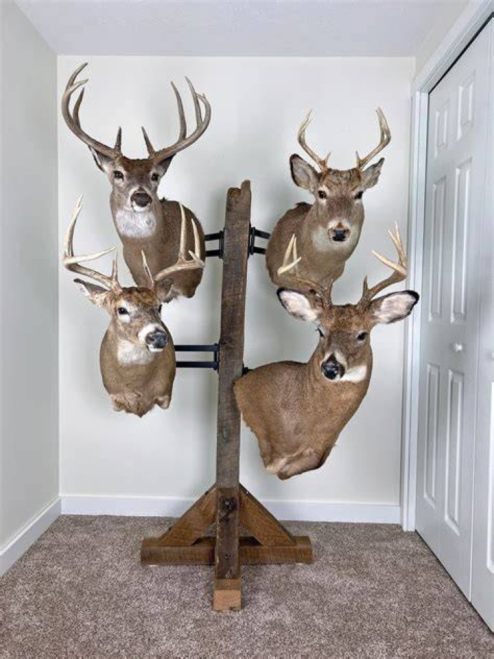 What are deer mounts worth