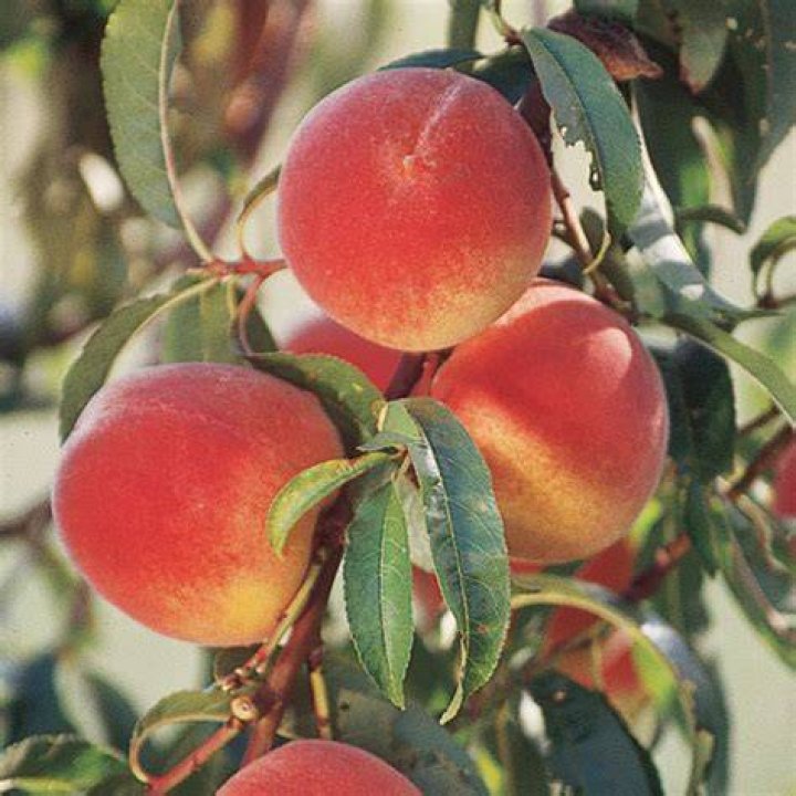 What are Elberta peaches