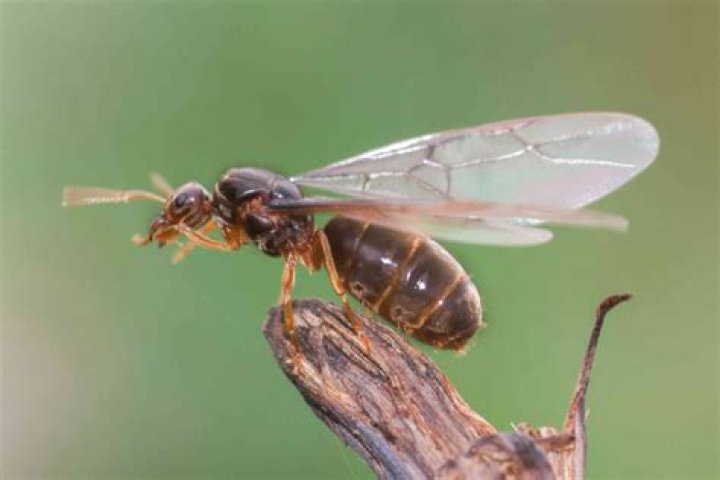 What are flying ants