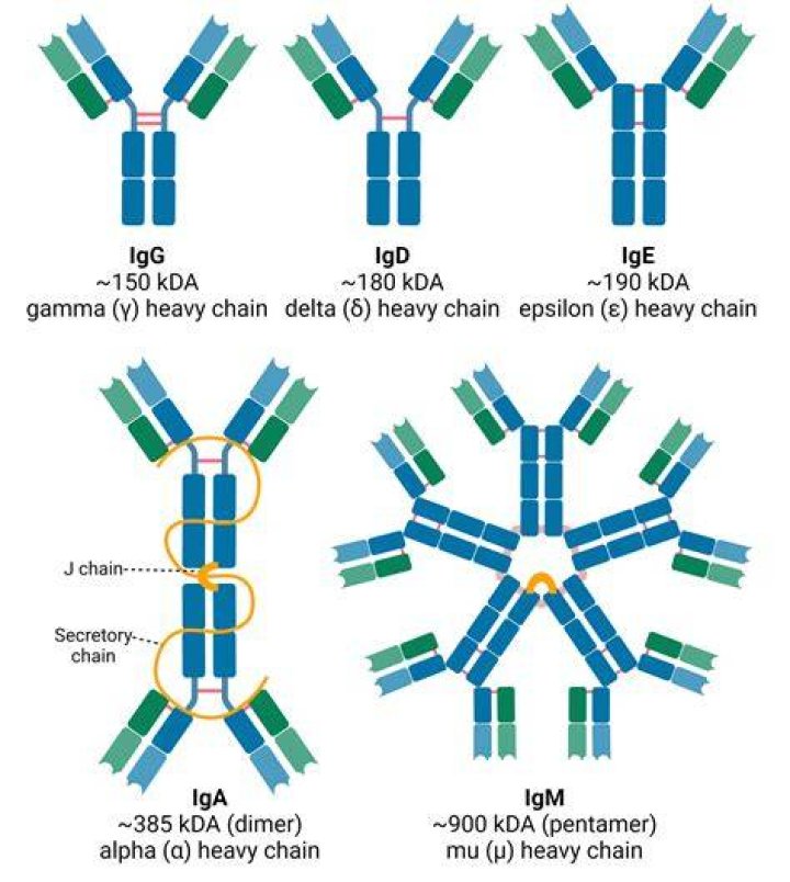 What are myosin isoforms