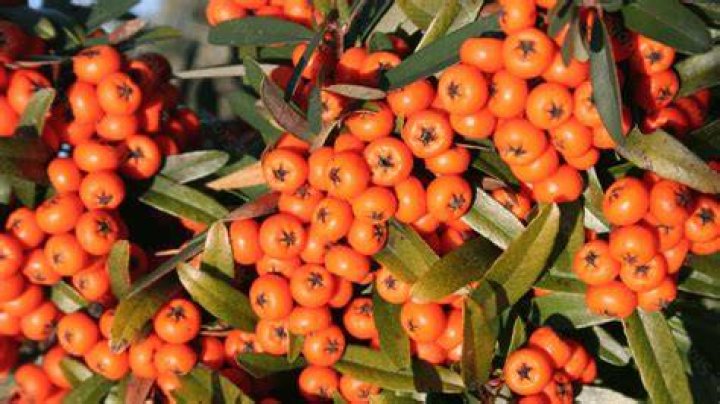 What are orange berries
