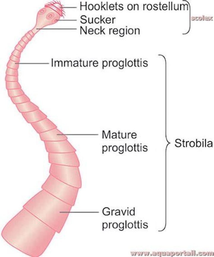 What are Proglottids