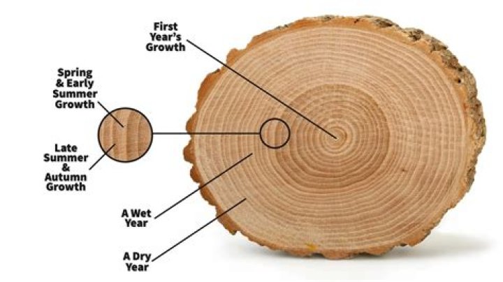 What are second growth trees