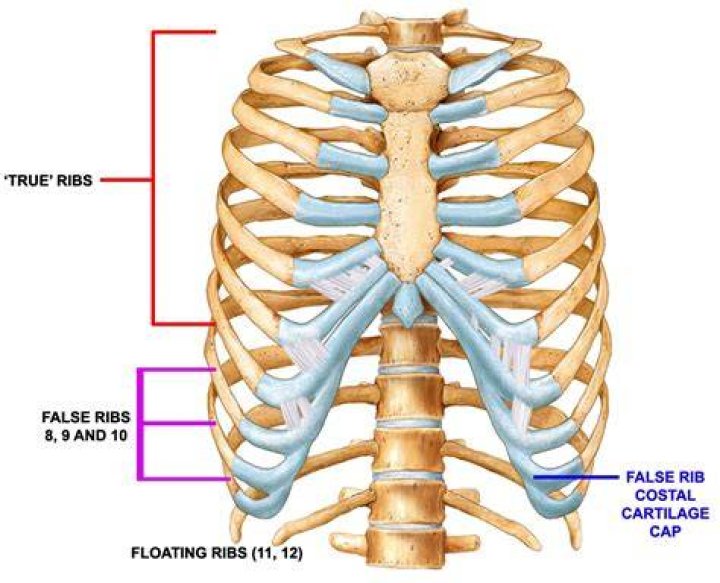 What are some Costae called false ribs