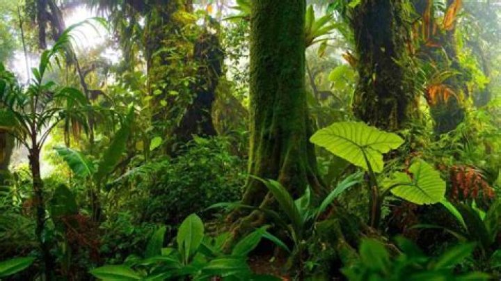What are some tropical trees