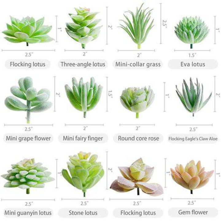What are succulent leaves called