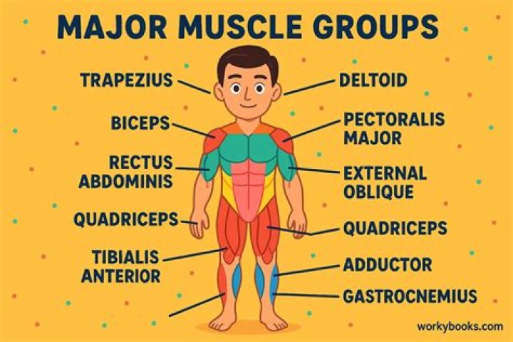 What are the 7 muscle groups
