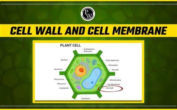 What are the cell components
