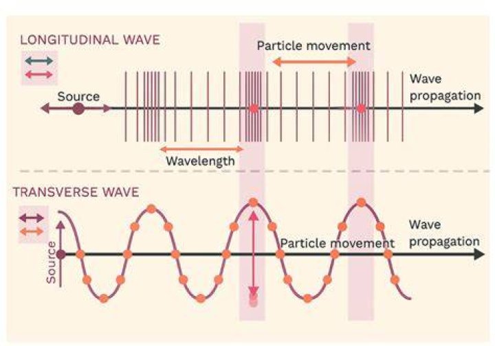What are the differences between longitudinal and transverse waves