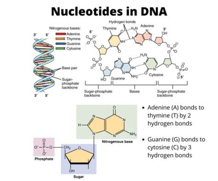What are the different nucleotides