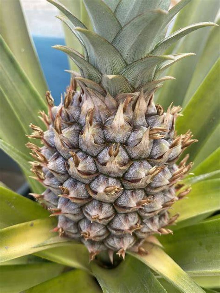 What are the things on a pineapple called