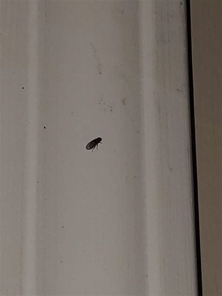 What are tiny bugs that jump