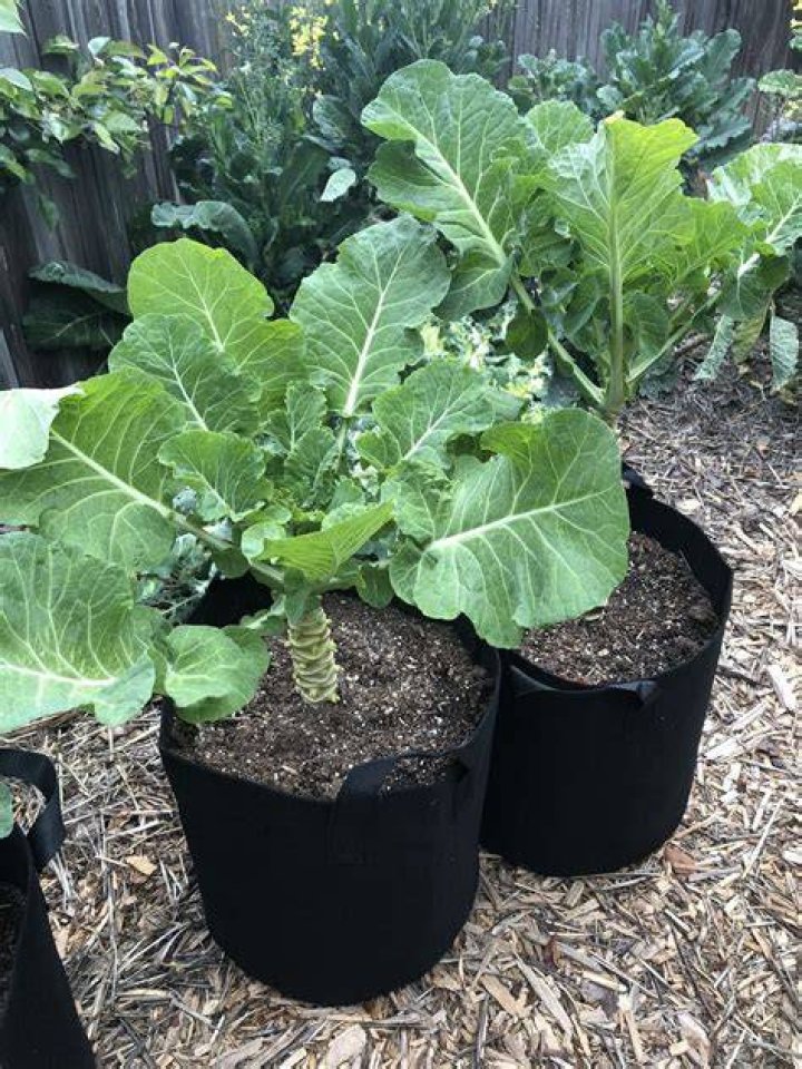What Are tree collards