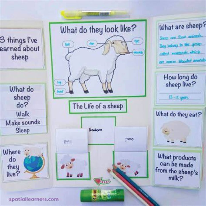 What can a sheep do