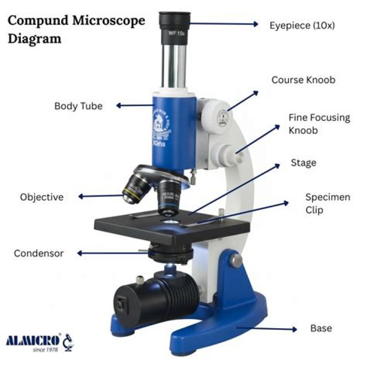 What can I use a microscope for