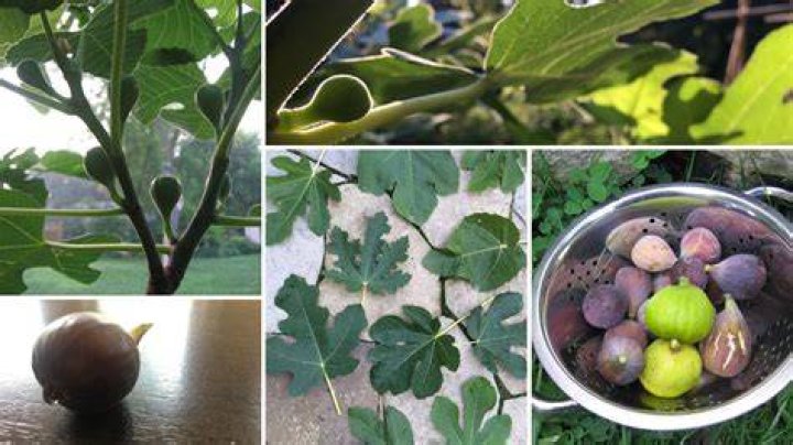 What causes a fig tree to die