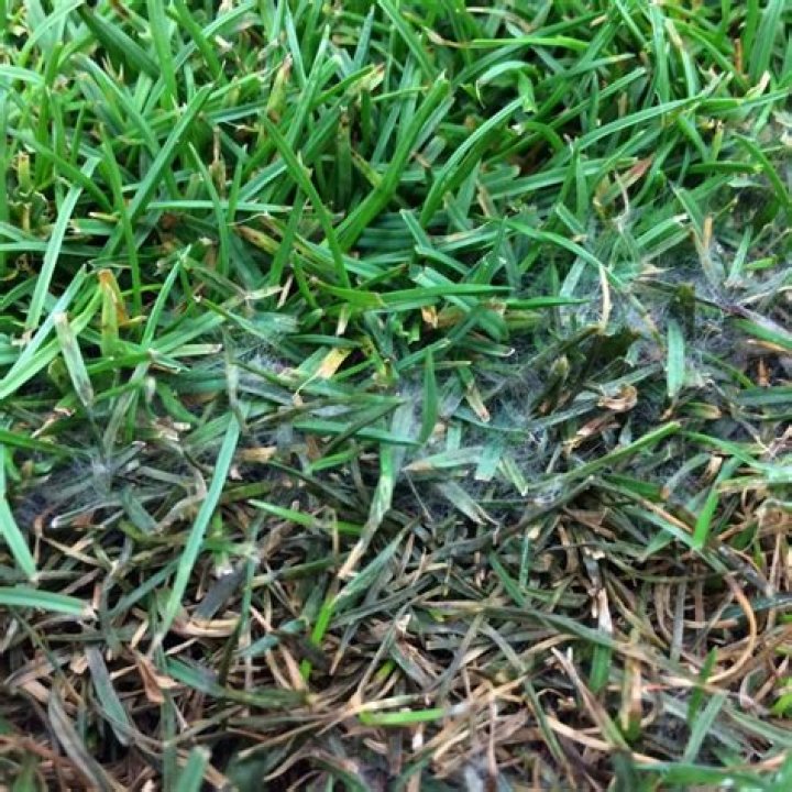 What causes black mold on grass