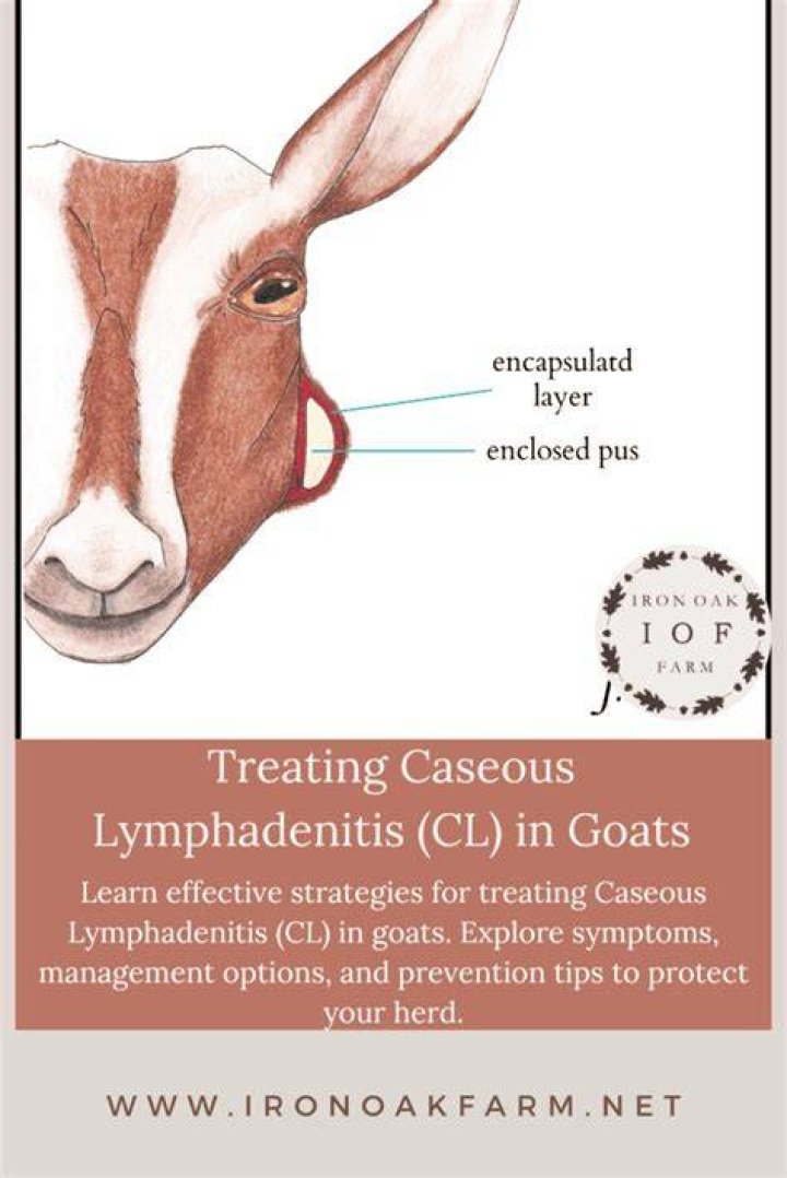 What causes CL in goats