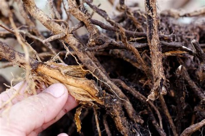 What causes cotton root rot