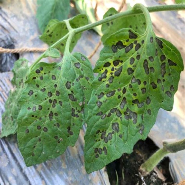 What causes dark spots on tomatoes