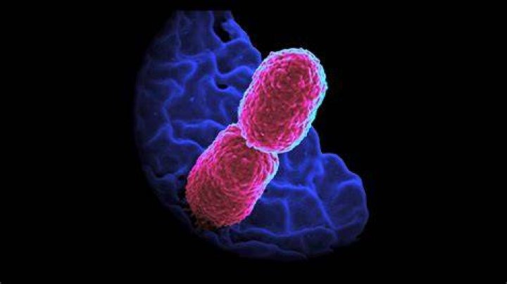 What causes Donovanosis