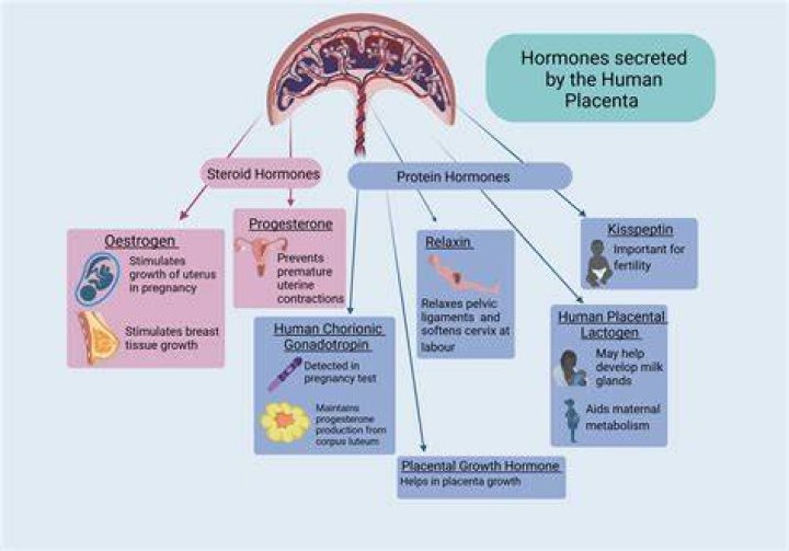 What causes human parturition