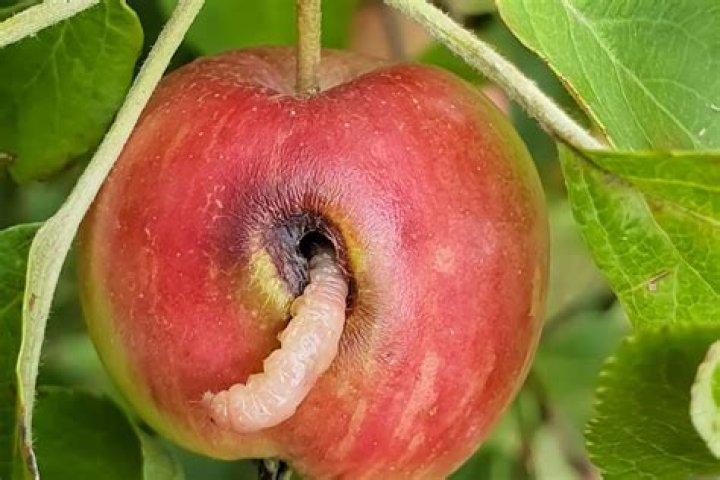 What causes maggots in apples
