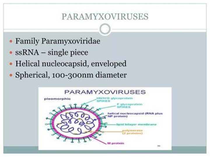What causes paramyxovirus