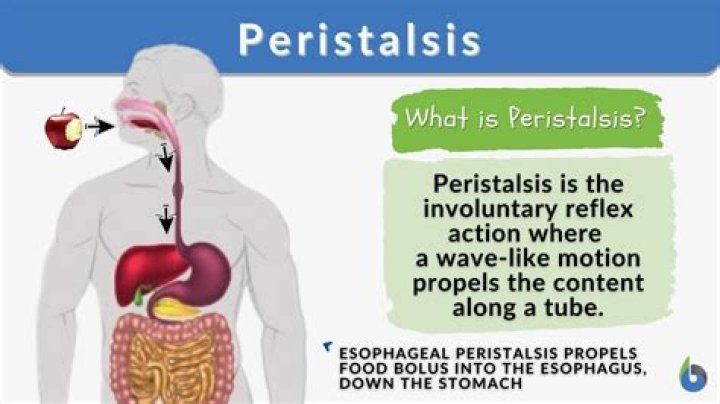 WHat causes peristalsis quizlet