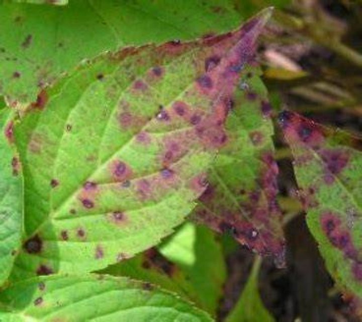 What causes purple spots on hydrangea leaves