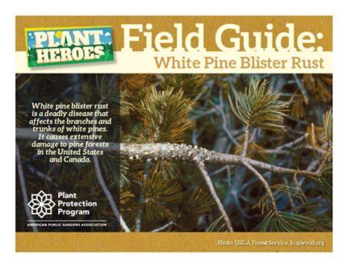 What causes white pine blister rust